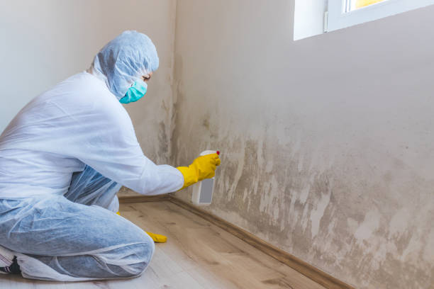 Licensed Mold Inspection service in Belleville, NJ - WQB Mold Removal
