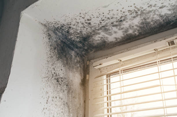 Affordable Mold Inspection solutions in Belleville, NJ